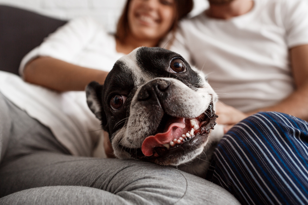 Happy French Bulldog lying on a person's lap, looking at the camera with its tongue out.