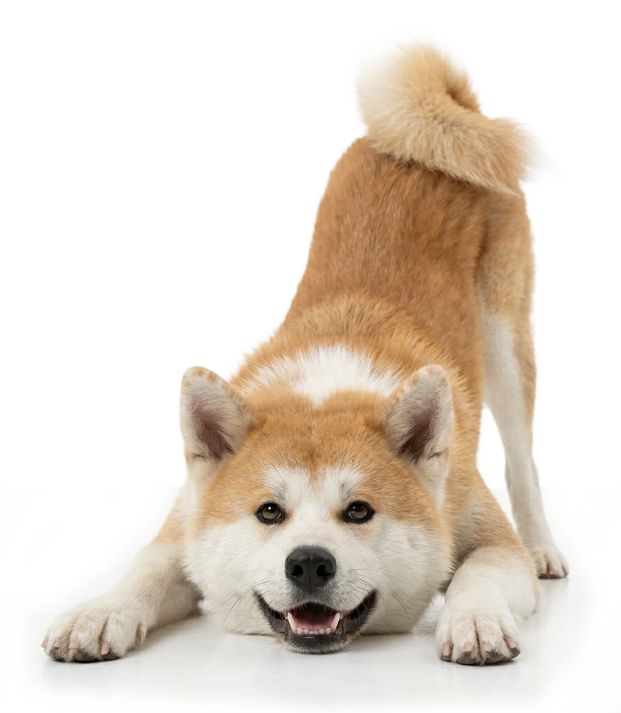 A playful Akita dog with a fluffy tail bending down and smiling.