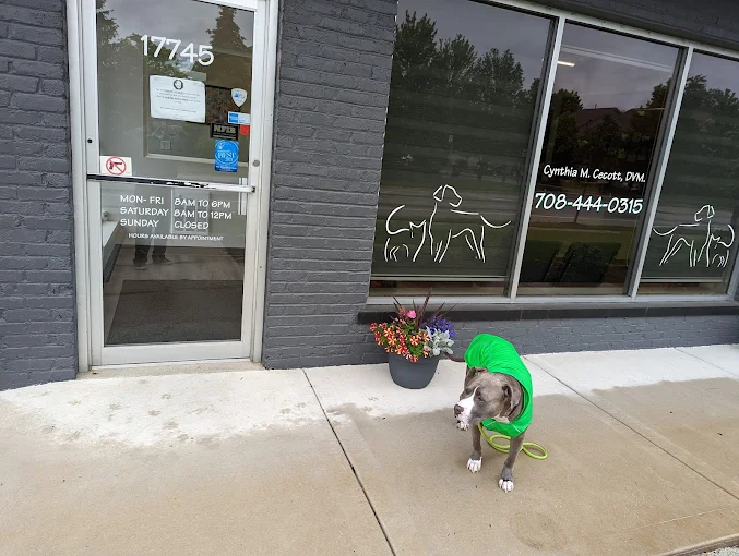 A dog in a bright green jacket sitting on the sidewalk outside a veterinary office with door signage in the background.
