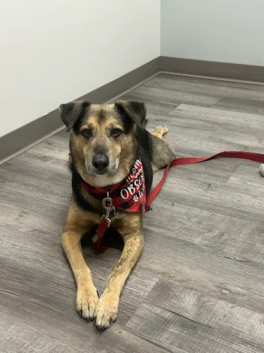 A brown and black dog with a red service vest lies on a wood floor, looking towards the camera.