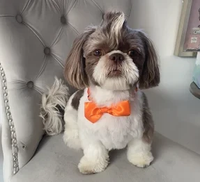 Shih Tzu dog with a fluffy white and brown coat, wearing an orange bow tie, sitting on a cushioned chair.