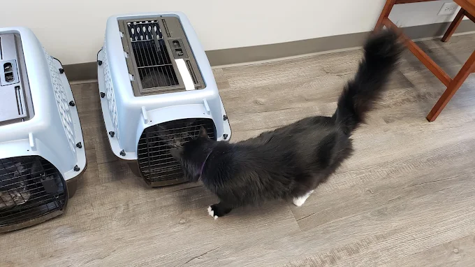 A black cat with white paws sniffs a pet carrier on a wooden floor.