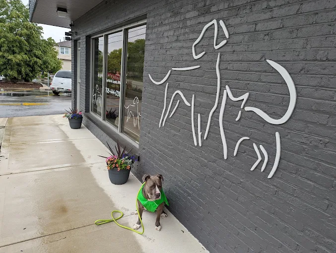 A dog in a green vest sits beside a modern mural of dog and cat outlines on a gray brick wall.