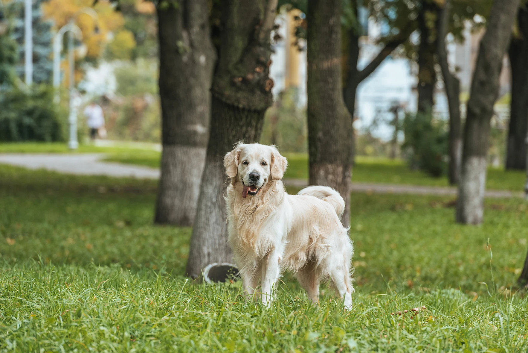 Golden Retriever standing on grass in a park with trees in the background.