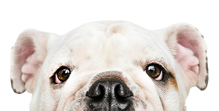 Close-up of a bulldog's face, showing its eyes and nose with floppy ears.