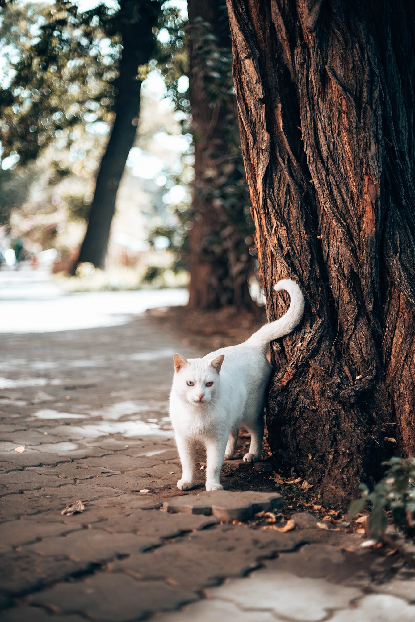 A white cat with blue eyes standing next to a tree on a paved path.
