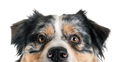 Close-up of a dog's face with a mix of black, white, and tan fur, showing expressive eyes and a black nose.