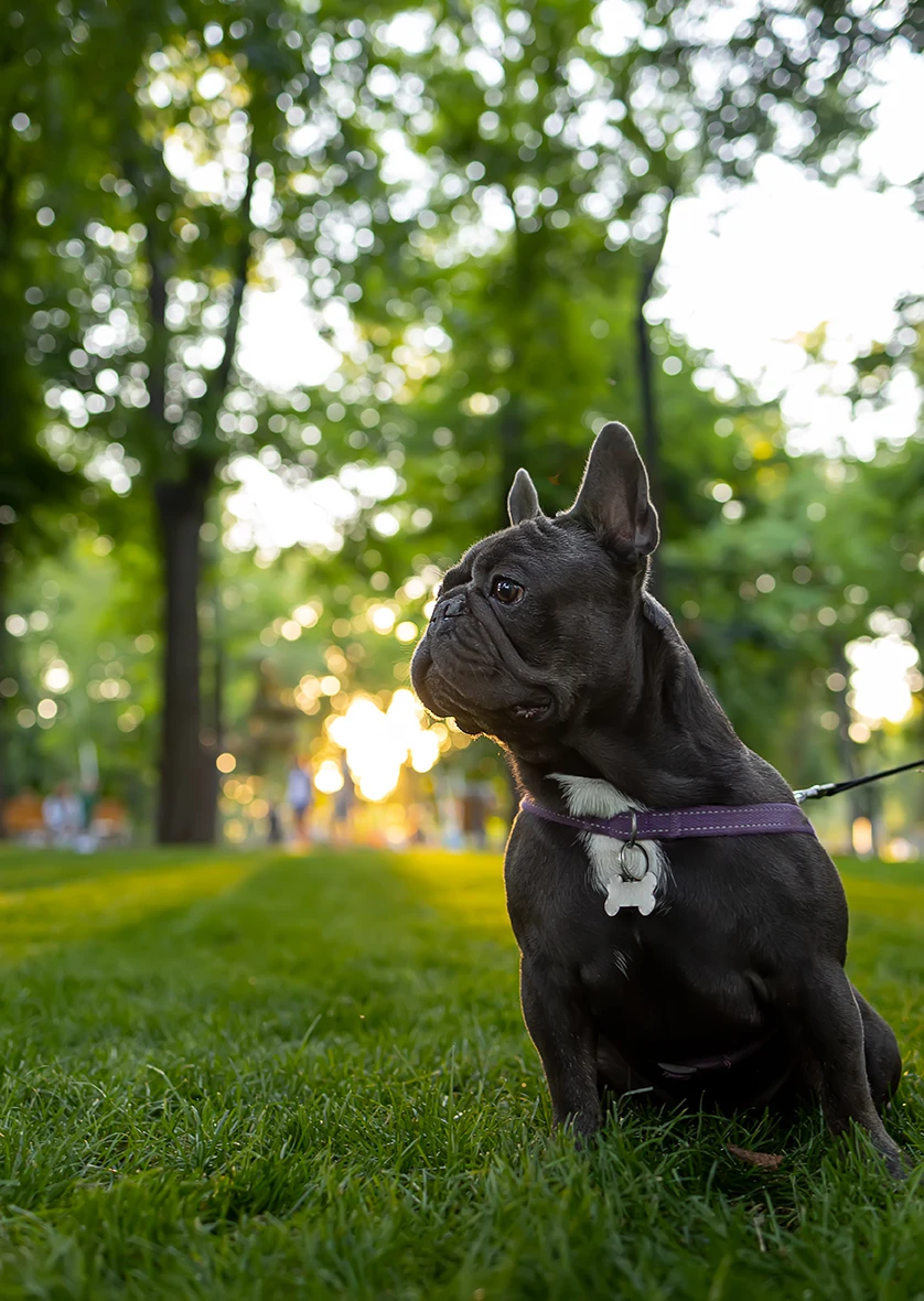A French Bulldog wearing a purple harness sits on green grass with trees in the background.