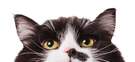 Black and white cat looking up with wide yellow eyes.