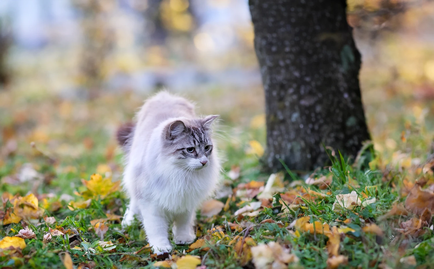 A fluffy white and gray cat walks through grass and fallen leaves near a tree.