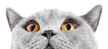 Close-up of a gray cat with wide amber eyes and perked ears.