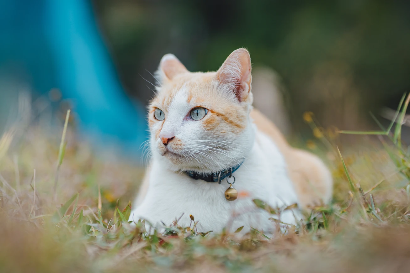 A white and orange cat with blue eyes and a bell collar is lying in the grass, looking alert and focused.