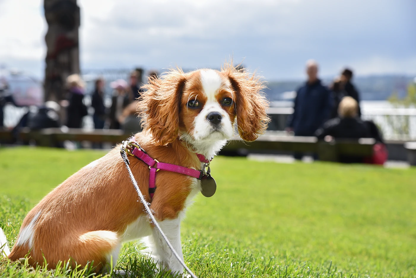 A small dog with a pink harness sits on green grass, looking attentively at the camera.