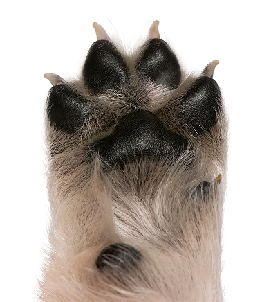 Close-up of a dog's paw, showing black pads and light-colored fur.