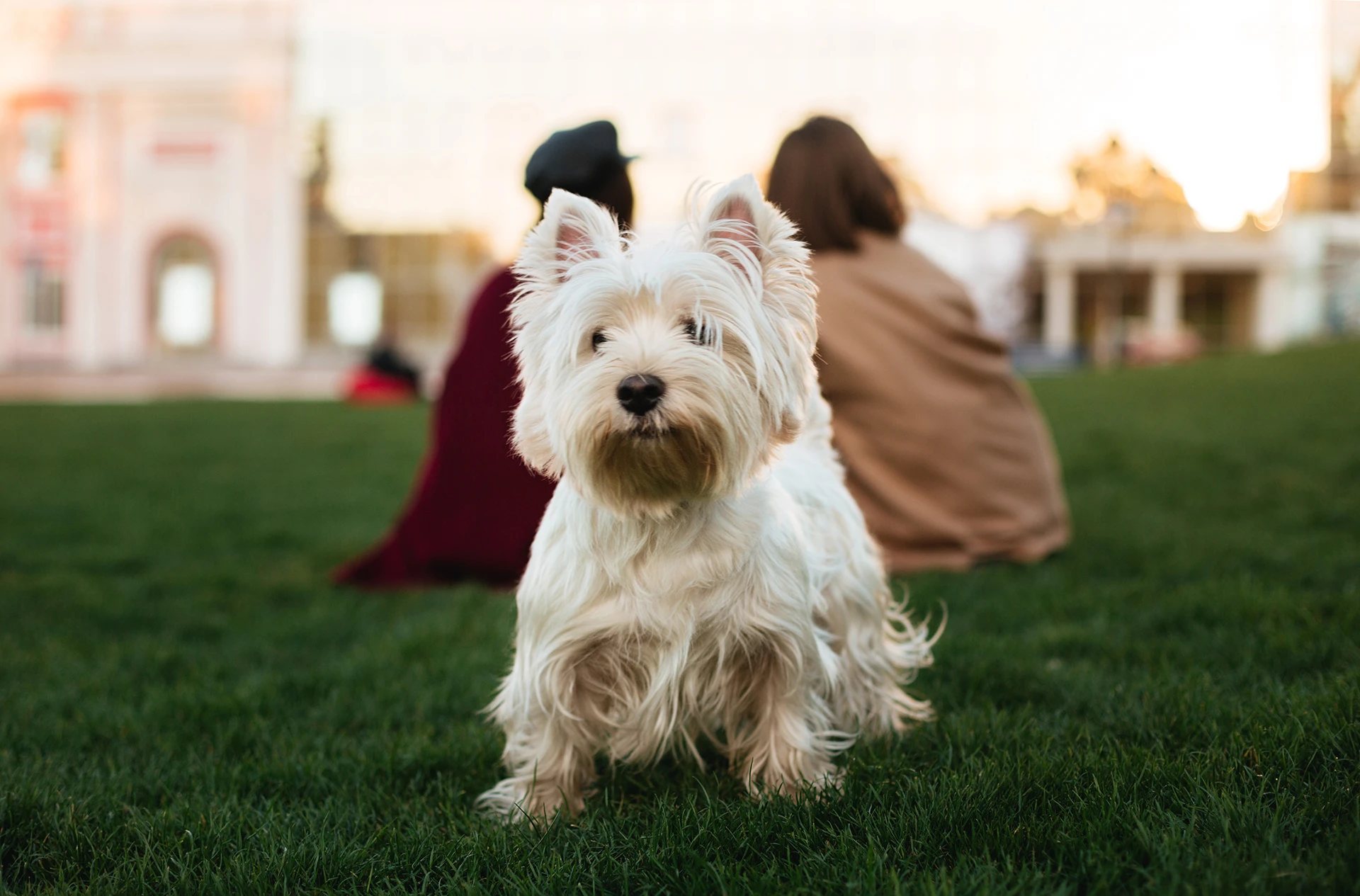 A fluffy white dog stands on the grass, with two people sitting in the background.