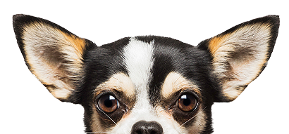 Close-up of a Chihuahua's face with large ears and a white stripe between its eyes.