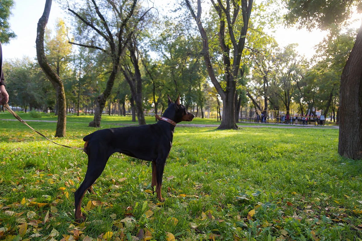A Doberman on a leash stands alertly on green grass in a sunlit park, surrounded by trees.