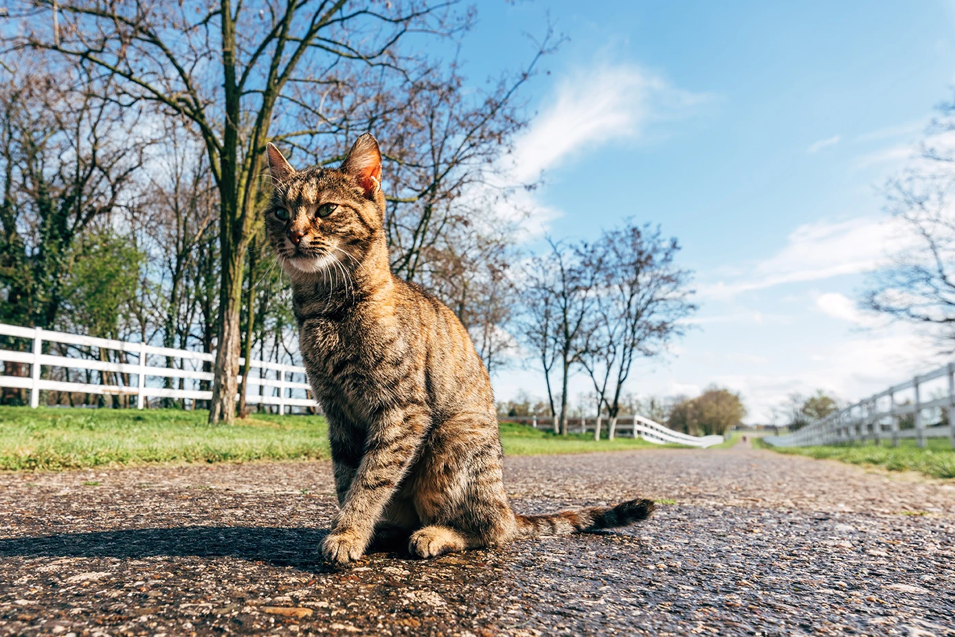 A tabby cat sits on a paved path surrounded by green grass and trees under a blue sky.