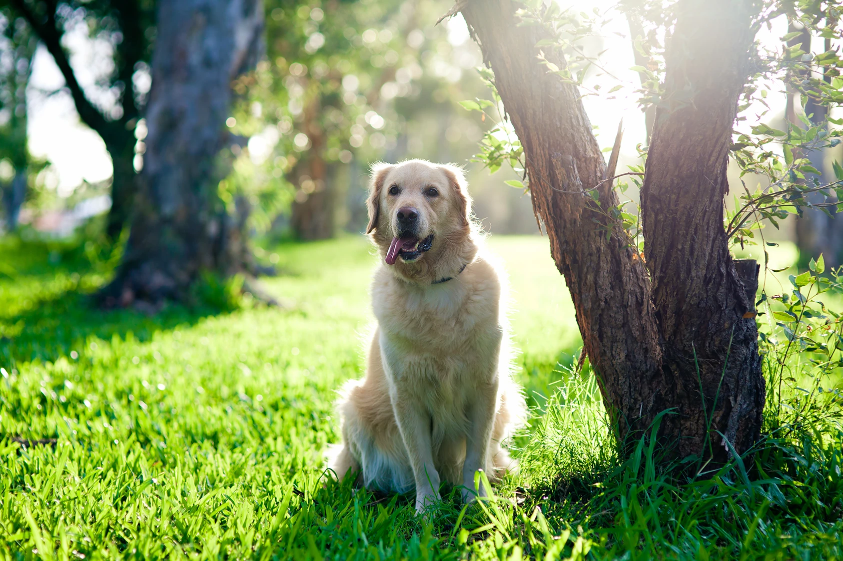 Golden Retriever sitting on green grass beside a tree, with sunlight filtering through leaves.