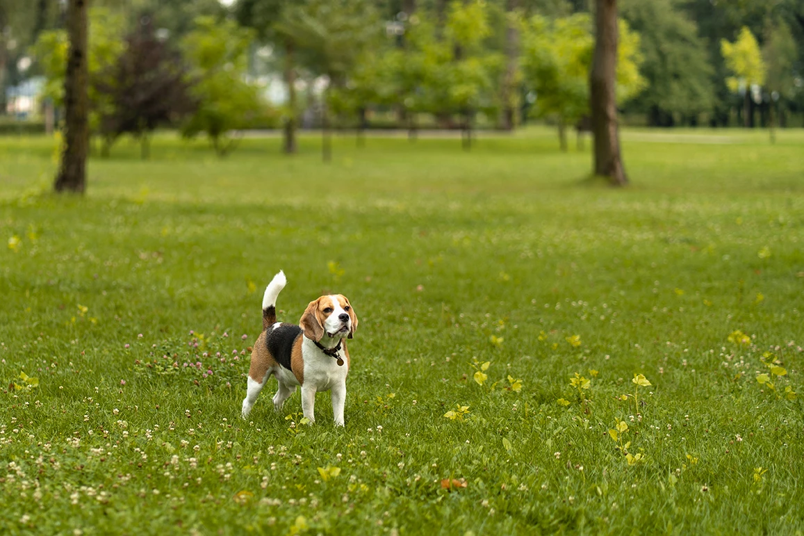 Beagle standing on a green grassy field with trees in the background.