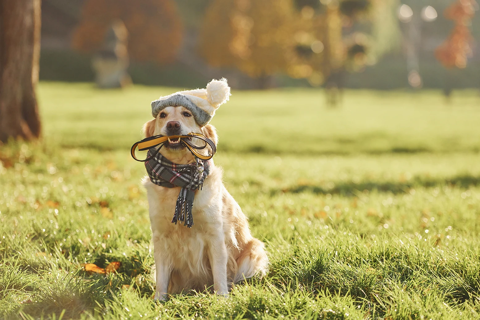 A dog wearing a hat and scarf holds a leash in its mouth while sitting on grass in a park.