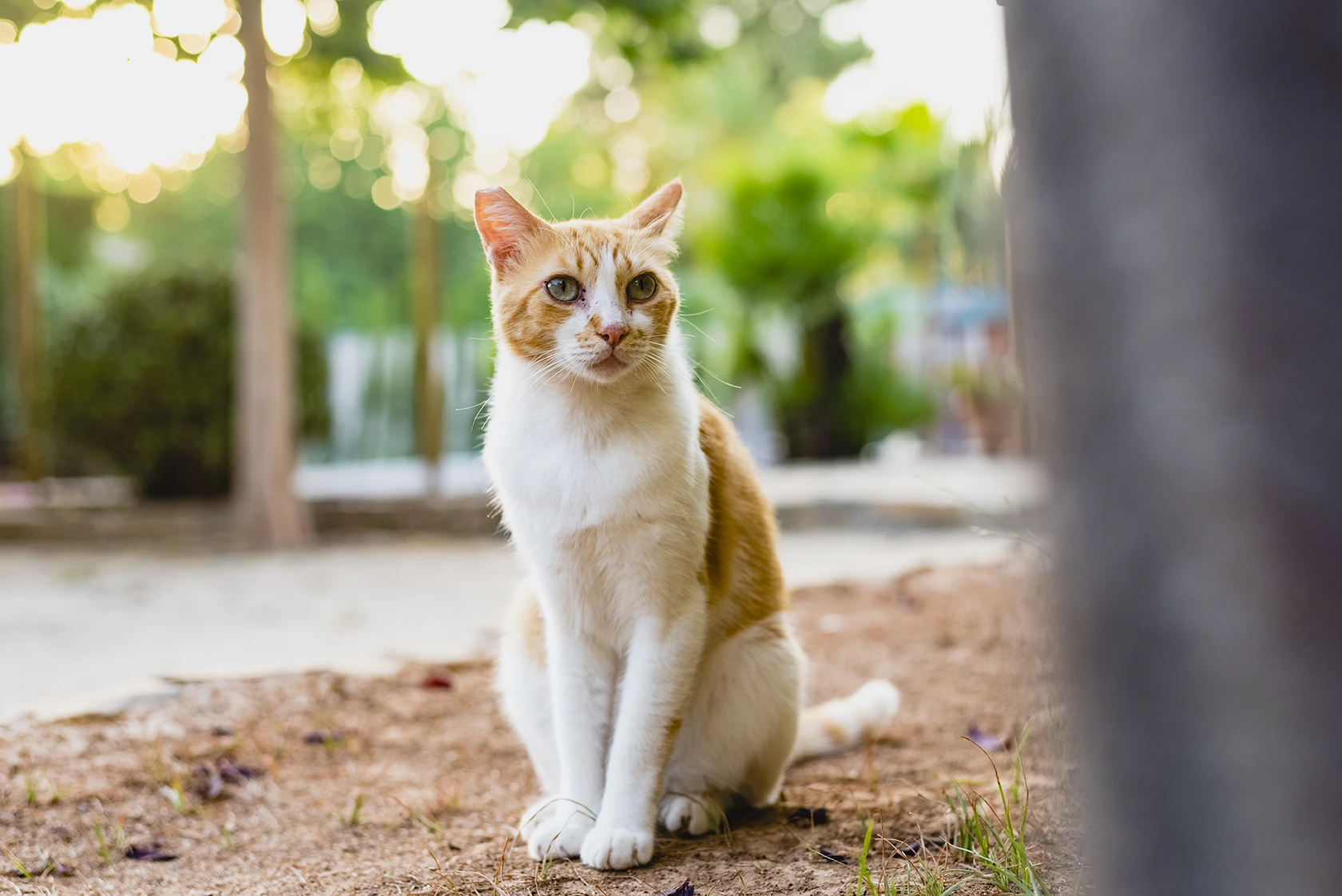 A ginger and white cat sits on the ground outdoors, surrounded by greenery.