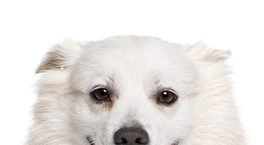 Fluffy white dog with brown eyes, looking directly at the camera with ears slightly perked.