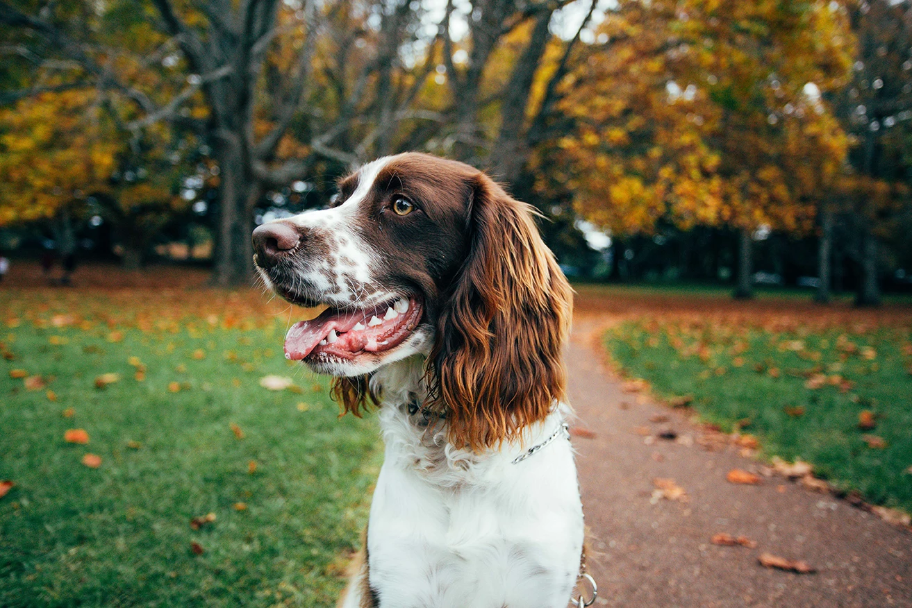 A brown and white dog with floppy ears sits on a path surrounded by autumn leaves.