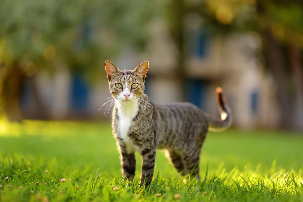A tabby cat standing alert on lush green grass in a sunlit garden.