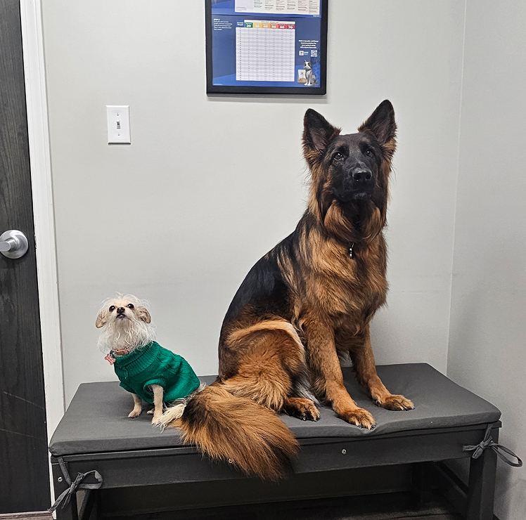 A small dog in a green sweater sits beside a large brown and black dog on a bench.