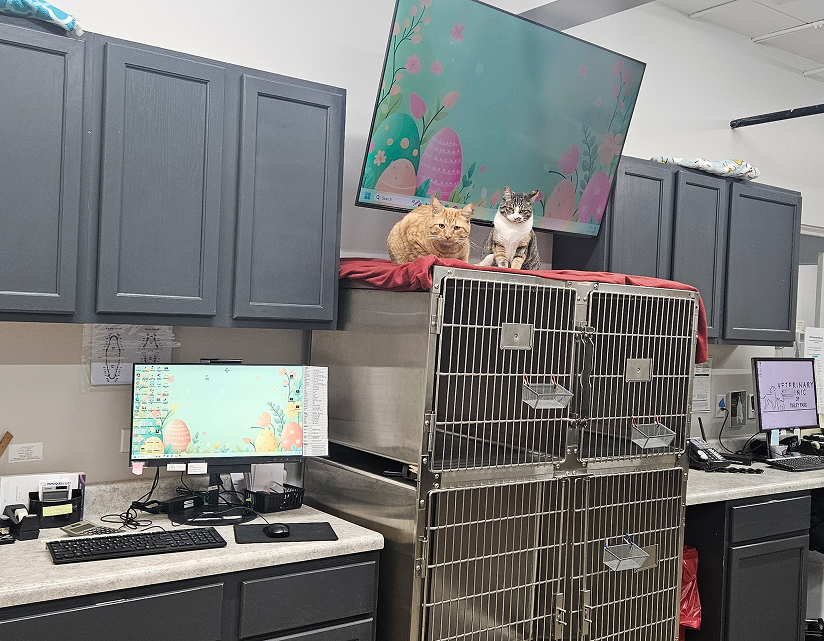 Two cats sitting atop a row of cages in a veterinary office, surrounded by computers and cabinets.