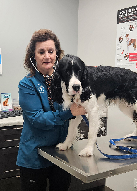 A veterinarian examines a black and white dog standing on an examination table.