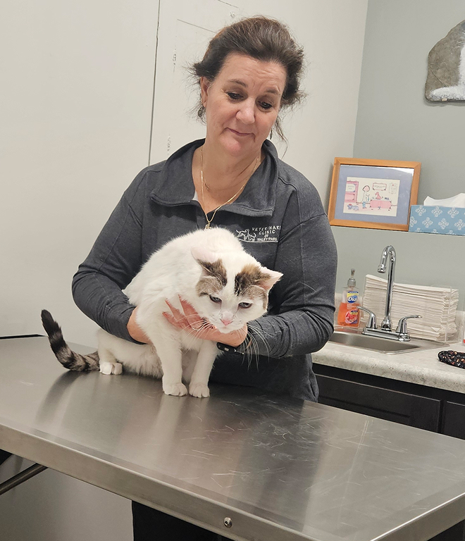 A woman gently holds a white and brown cat on a stainless steel examination table in a veterinary clinic.