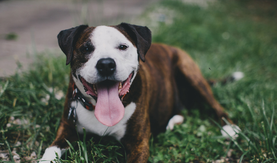 A brown and white dog with a wide smile and tongue out, lying on green grass.