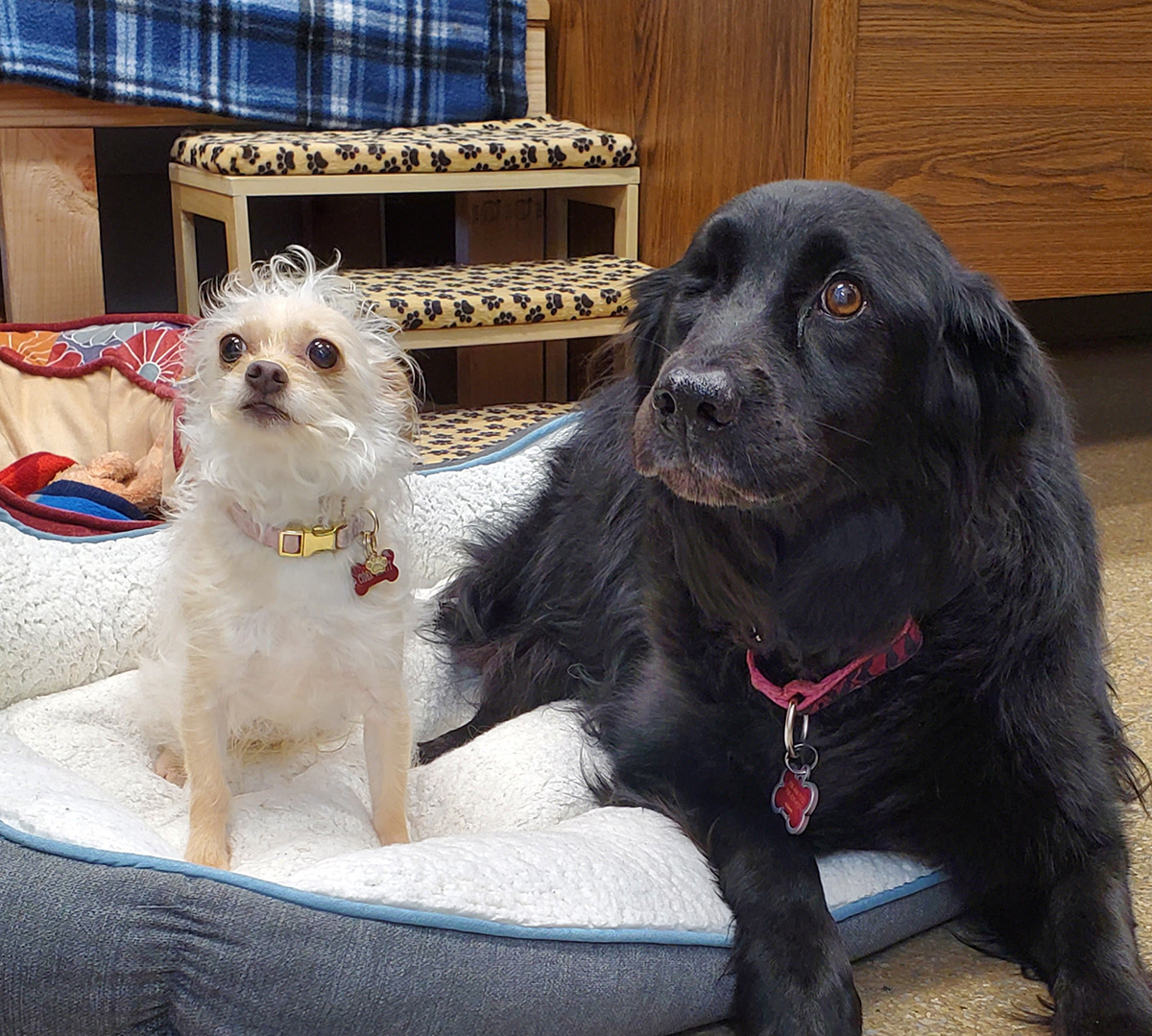 Two dogs resting on a pet bed: a small, white fluffy dog and a large, black dog with expressive eyes.