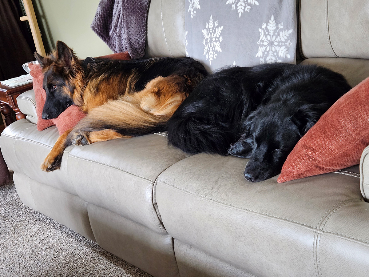 Two dogs resting on a sofa with red cushions, one tan and black, the other black.