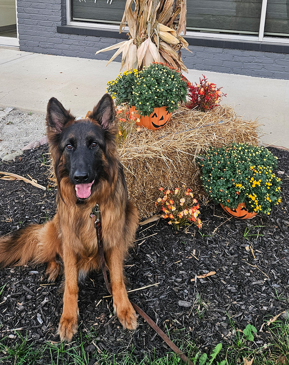 A happy German Shepherd sits beside festive autumn decorations with pumpkins and flowers on a hay bale.