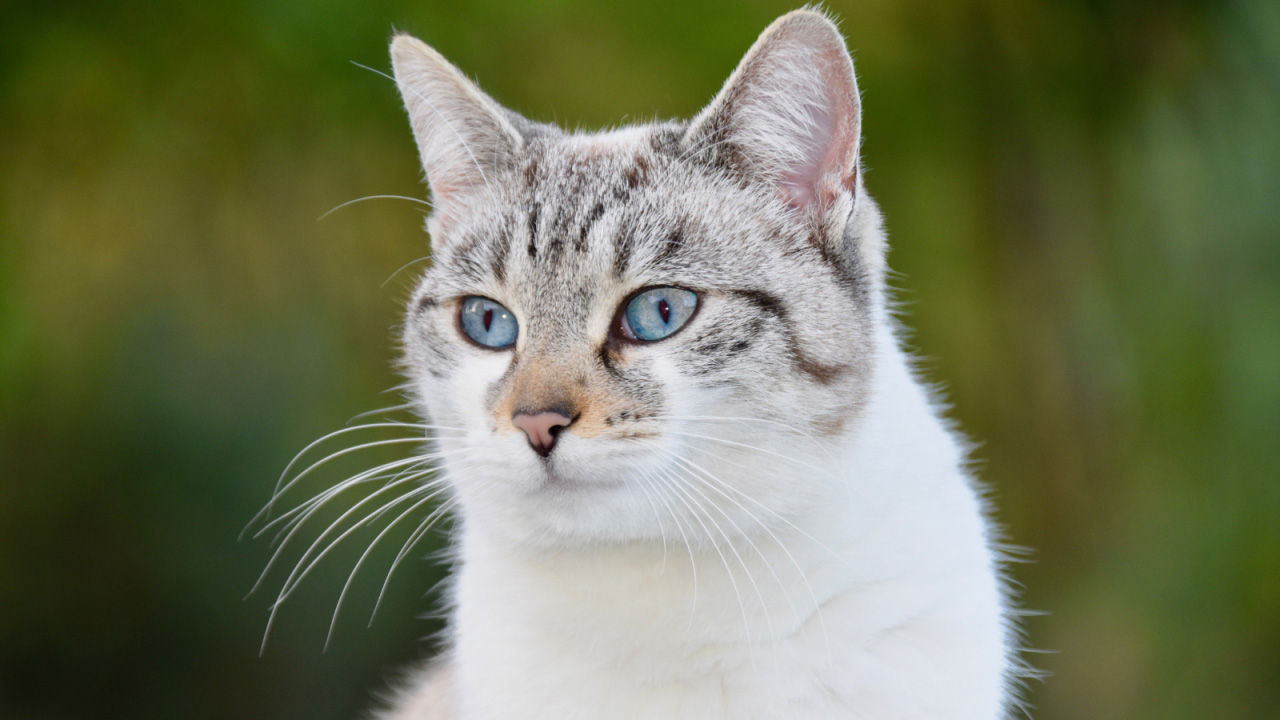 A close-up of a cat with blue eyes and striped fur gazing intently.