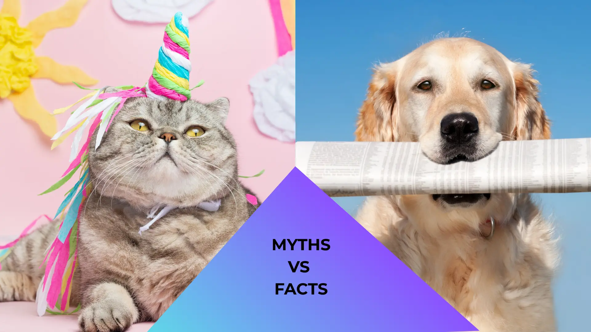 A cat dressed like a unicorn and a dog reading a newspaper to represent pet myths versus pet facts