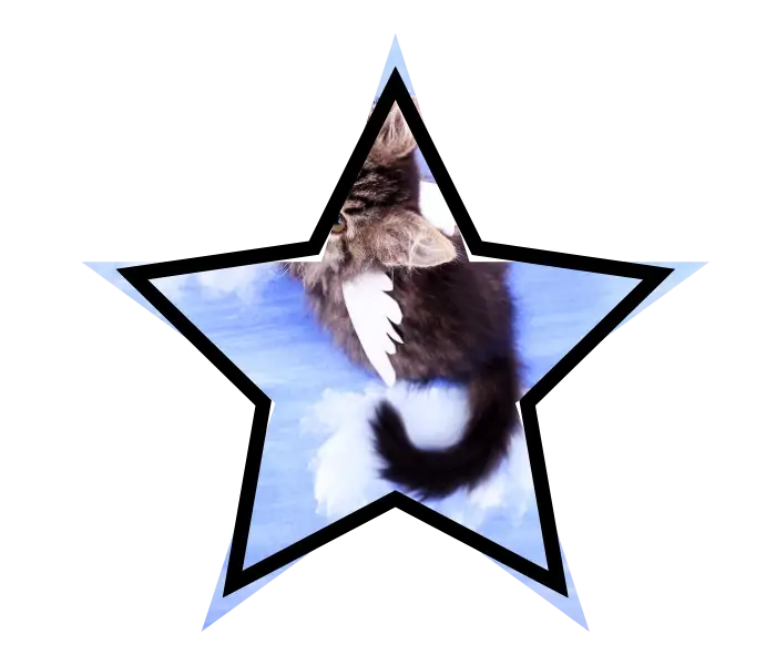 A cat with wings, representing pet myths found in unreliable sources
