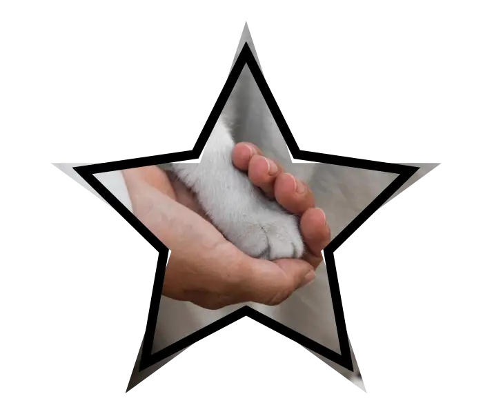 A person gently holding a cat's paw for gentle animal care at Veterinary Clinic of Tinley Park