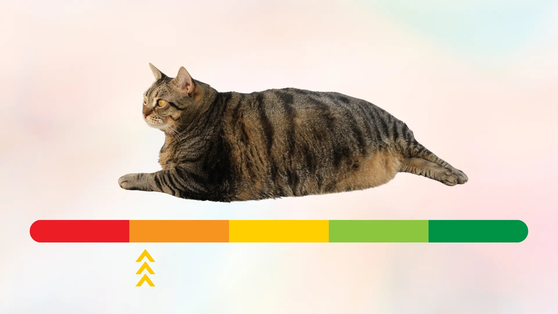 Overweight cat above a red to green weight scale in Tinley Park, IL