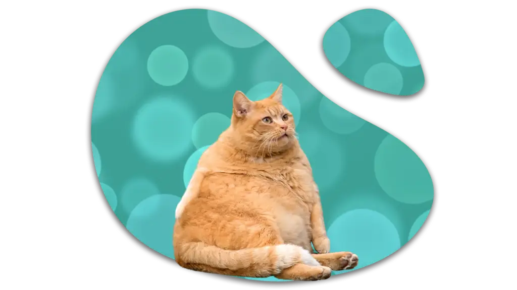 Overweight orange cat representing feline weight concerns in Tinley Park