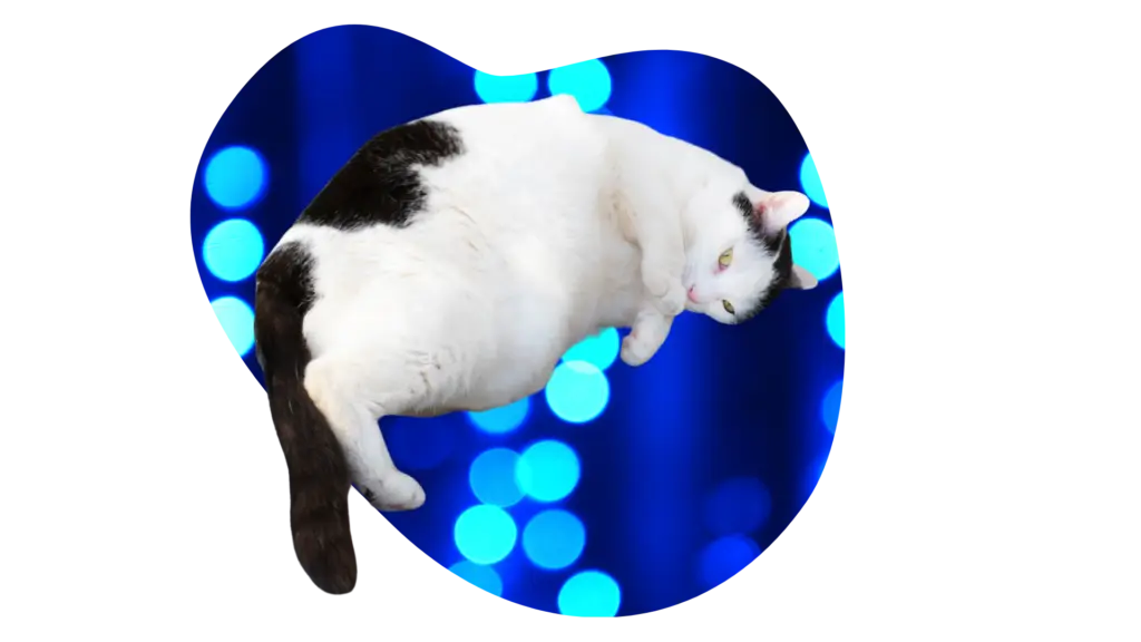 Obese black and white cat that needs feline weight care at Veterinary Clinic of Tinley Park